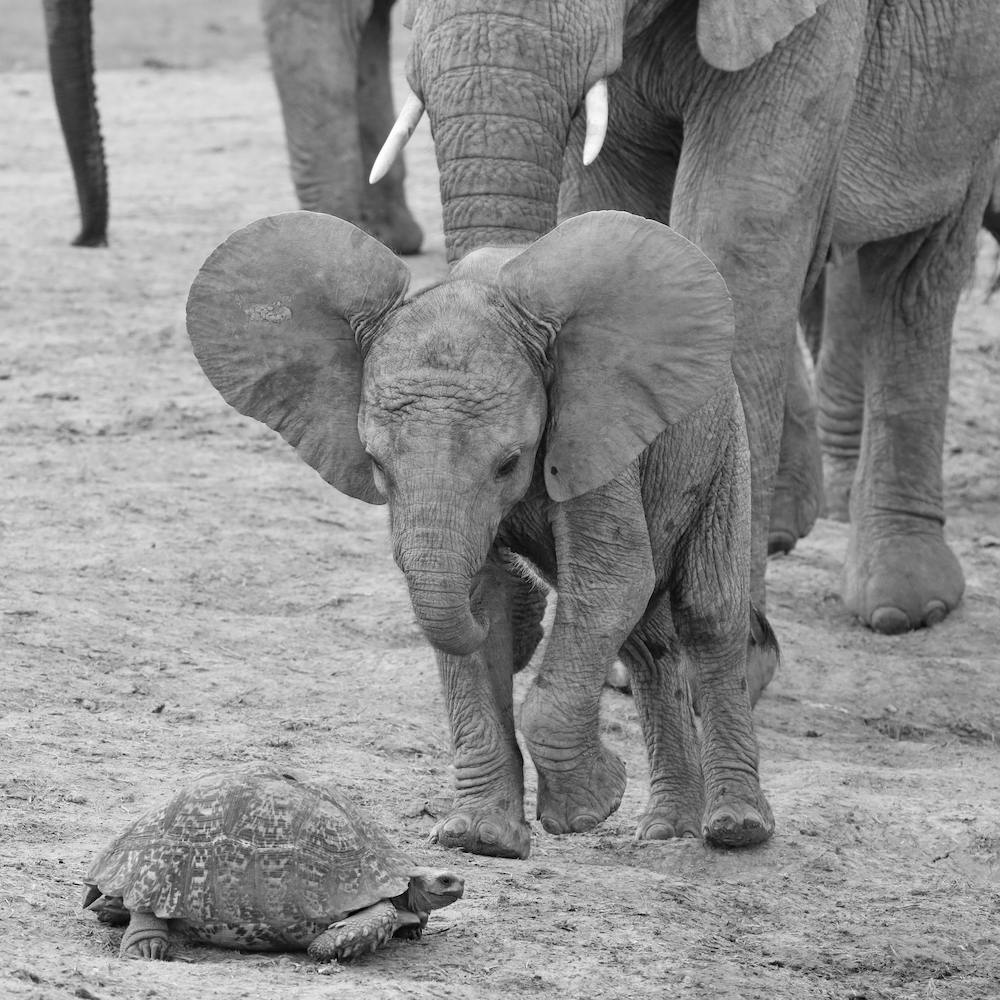 Elephant Baby 9641