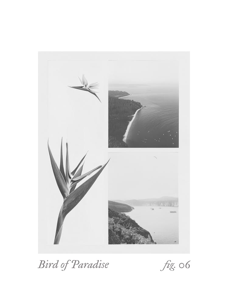 Bird Of Paradise Botanical Collage 2