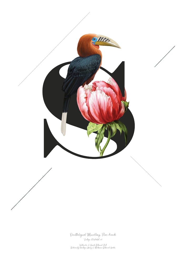 Botanical  Alphabet S