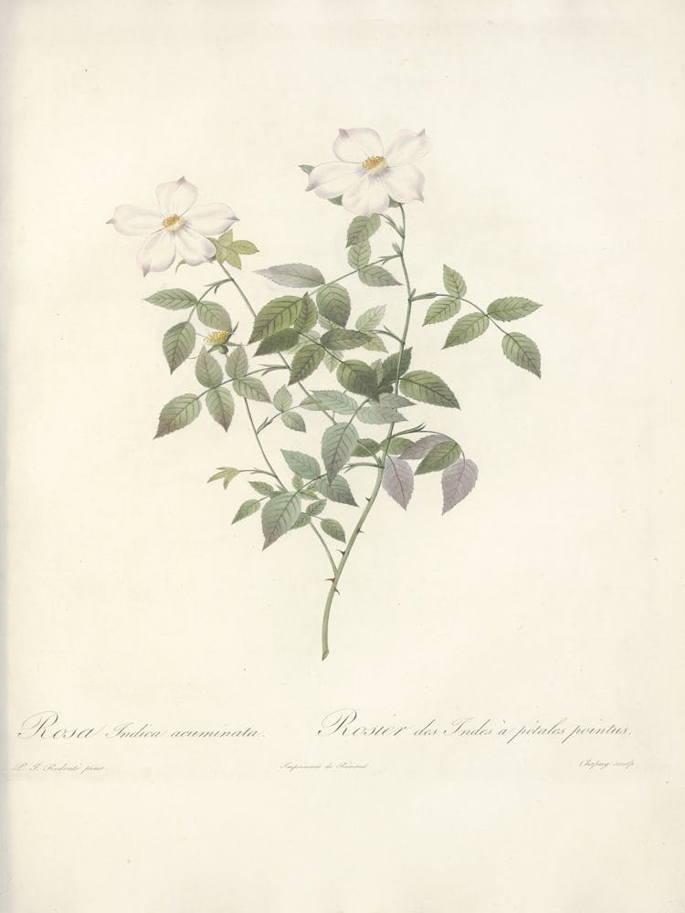 Rose Illustration, Pierre Joseph Redoute (65)
