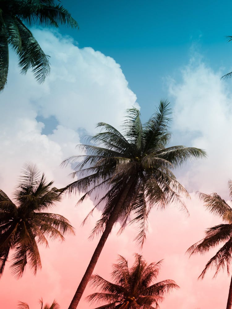 Sunset Palm Trees