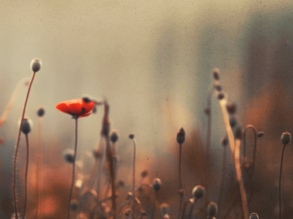 Nostalgic Nature No 9