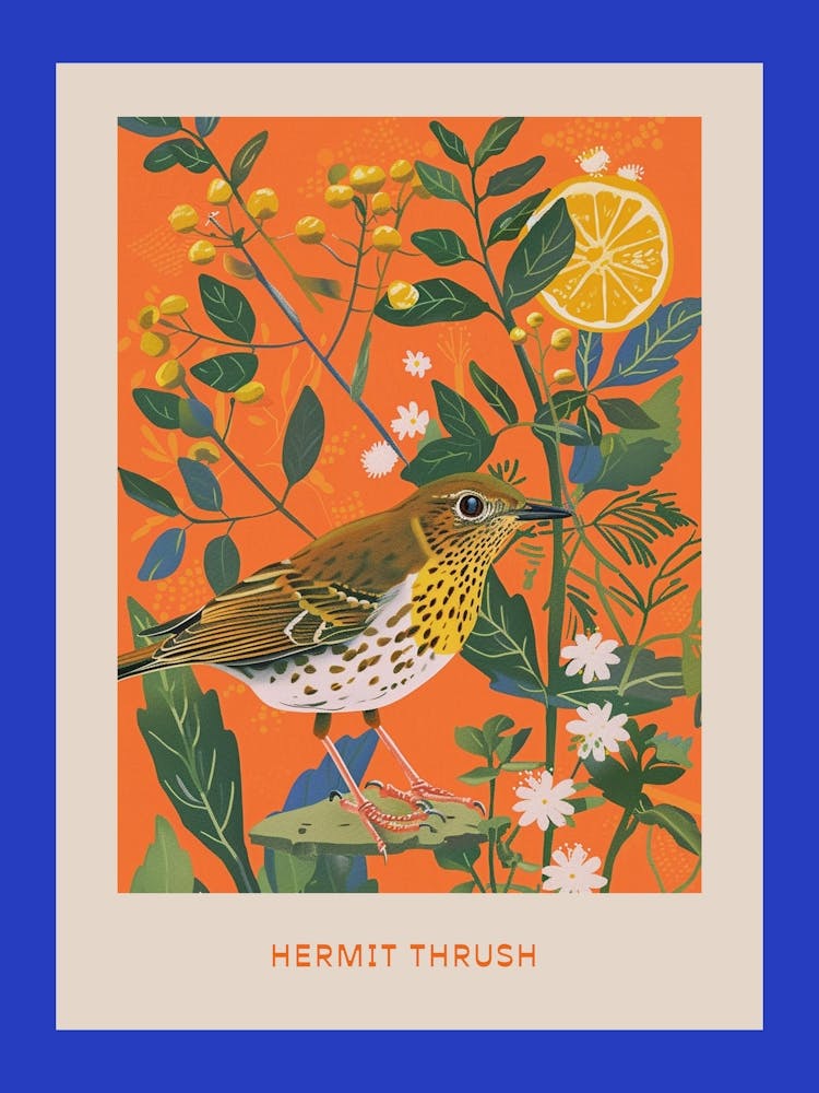 Spring Birds Poster Hermit Thrush 3