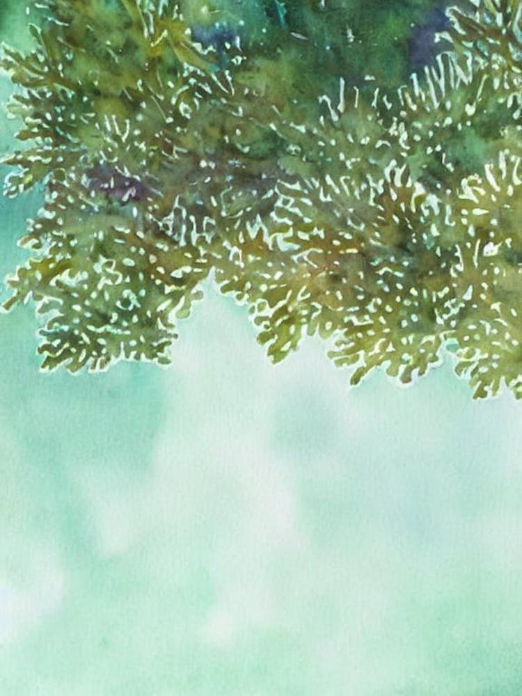 Acropora Suharsonoi V Storybook Watercolour