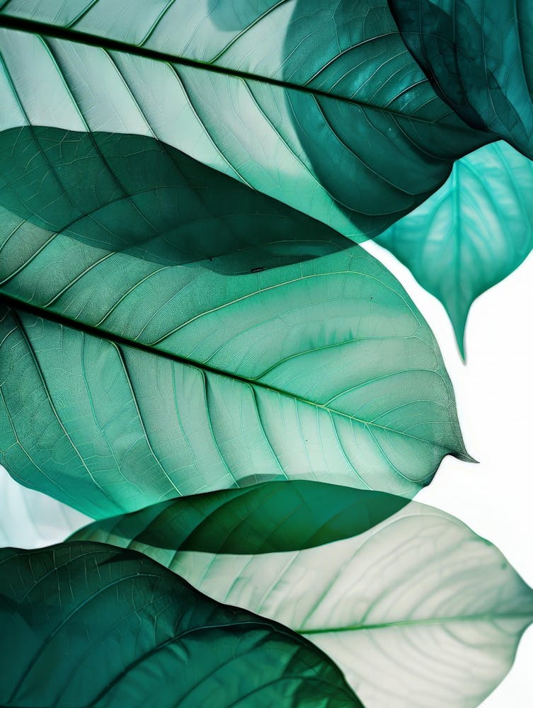 Green Leaves On A White Background