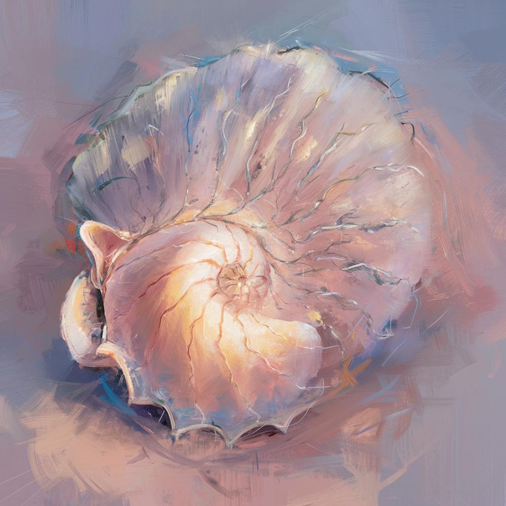 Nautilus Shell 1