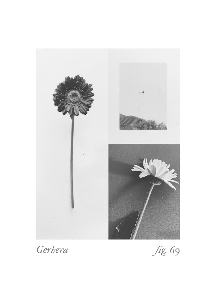 Gerbera Botanical Collage 3