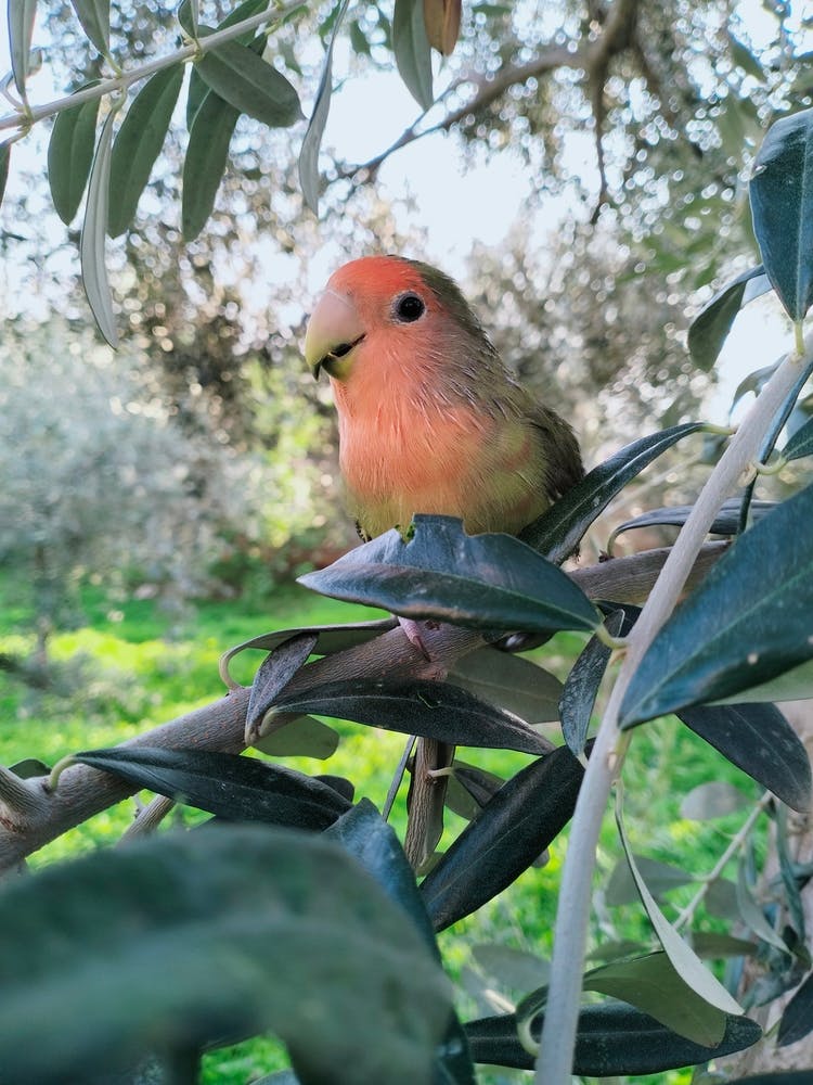 Green bird in the nature