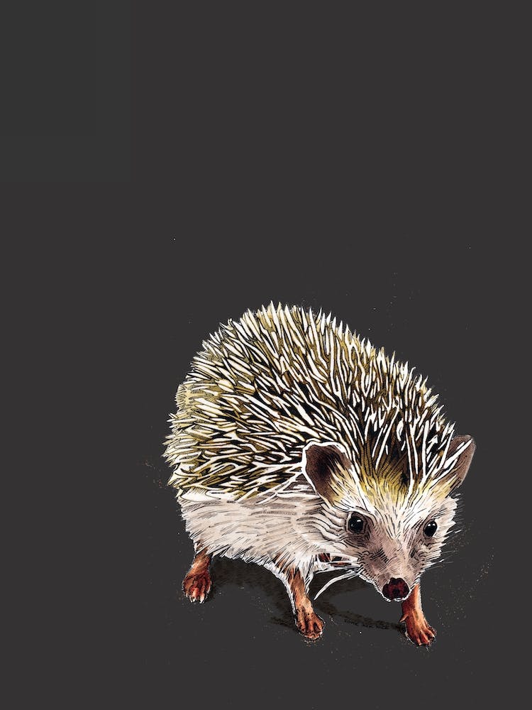 Kimchi The Hedgehog