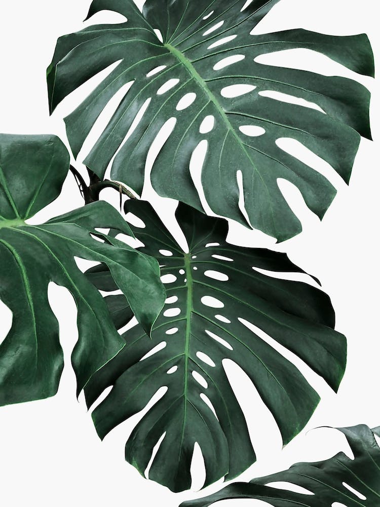 Monstera