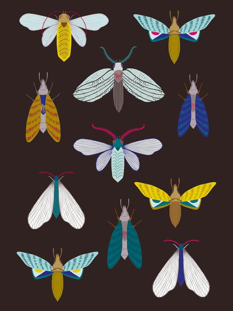 Moths At Night