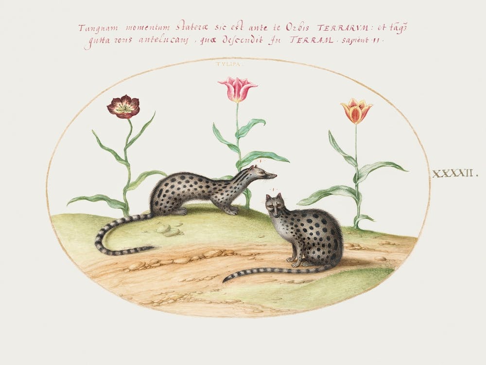 Two Genets With Tulips (1575–1580), Joris Hoefnagel