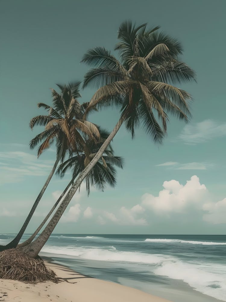 Palm Trees On The Beach 3