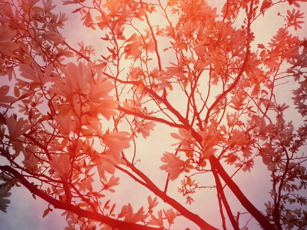 Magnolia Tree In Red Flare