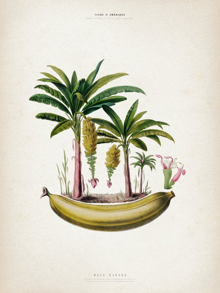 Vintage Denisse 6 Musa Banana