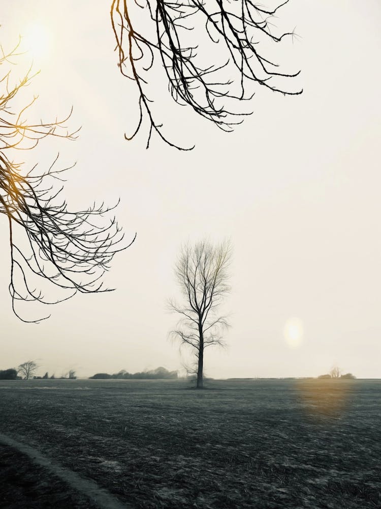 Late Winter Tree