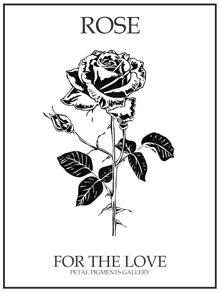 Black And White Rose Line Drawing 7 Poster