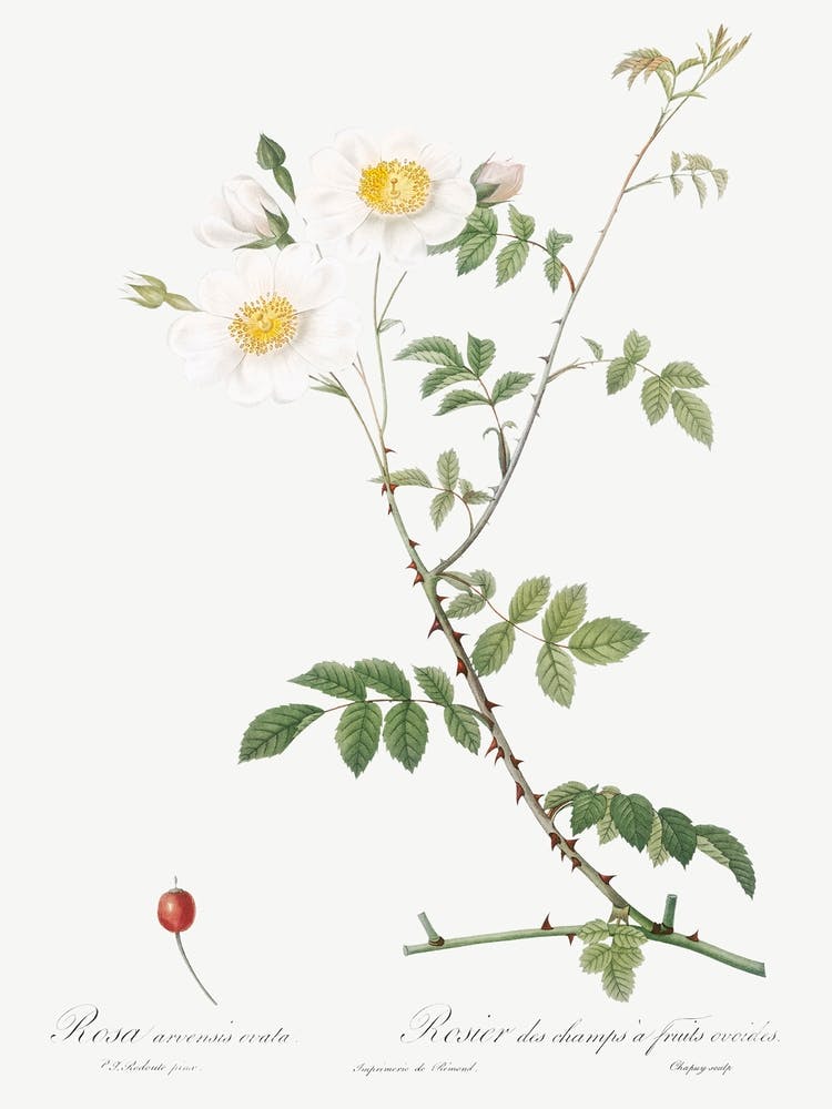 Field Rose, Pierre Joseph Redoute