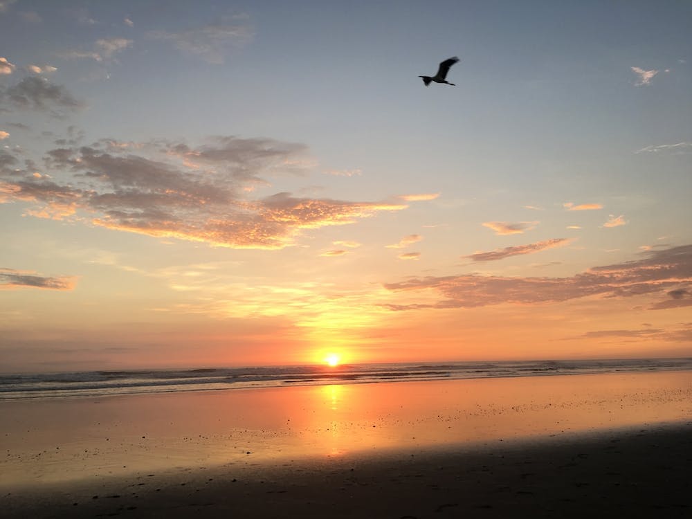 Sunset with Bird in Costa Rica