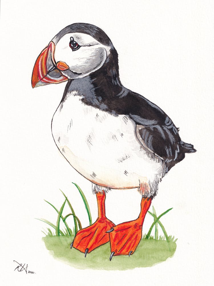 Puffin