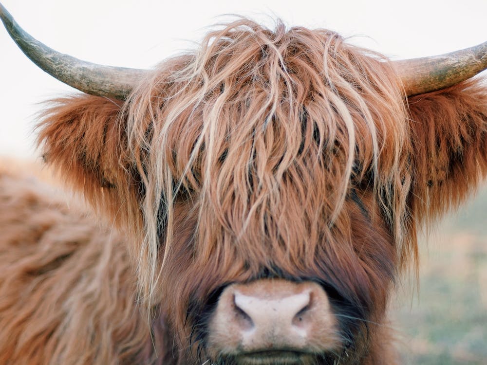 Shaggy Cow Face