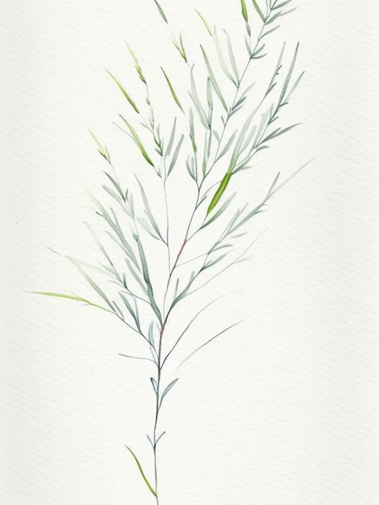 White Willow Herb Minimalist Watercolour 1