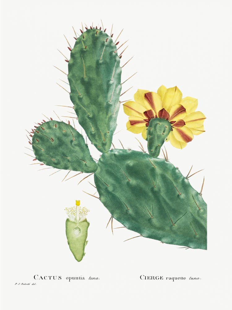 Cactus Opuntia Tuna, Pierre Joseph Redoute