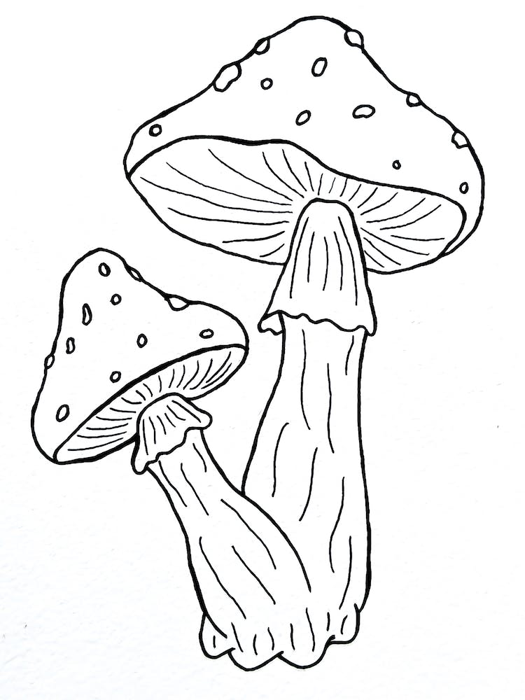 Fineline Toadstools Illustration