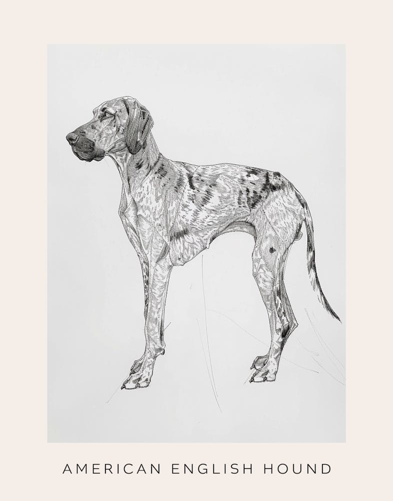 American English Hound Dog Line Sketch 1 Poster