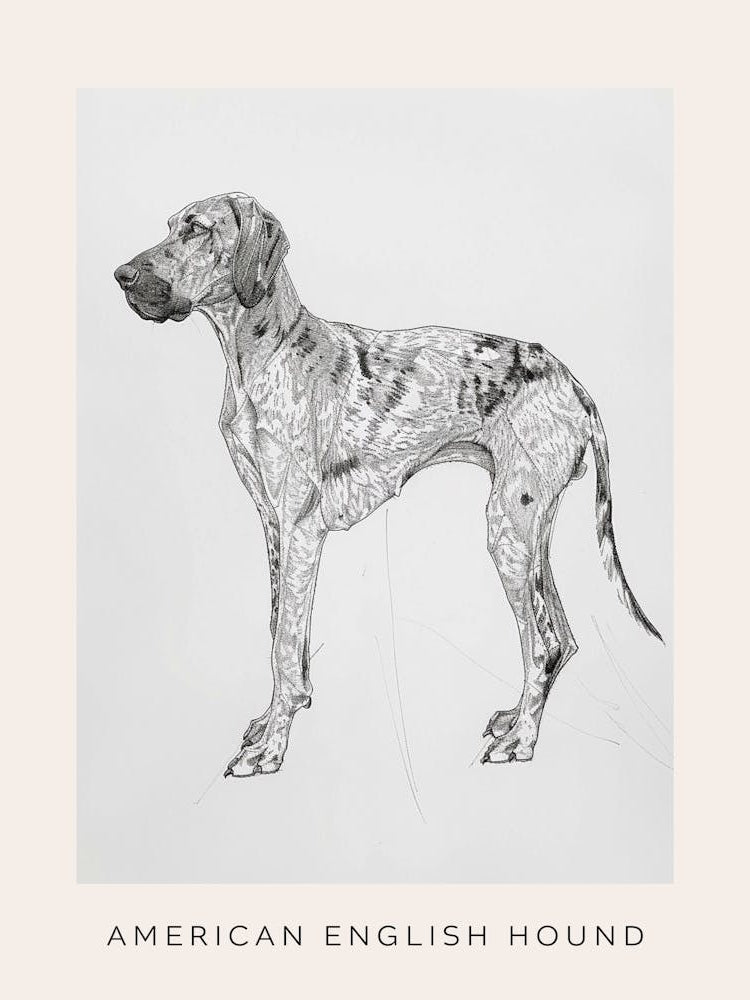 American English Hound Dog Line Sketch 1 Poster