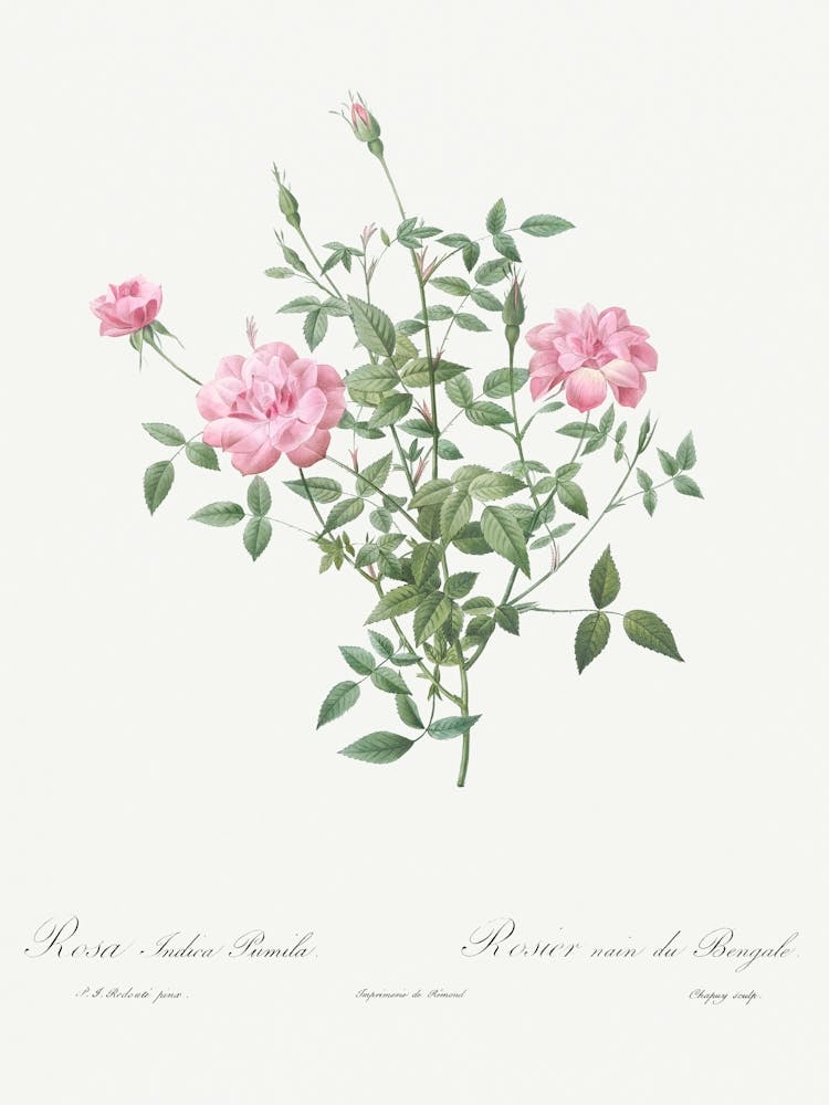 Double Miniature Rose, Pierre Joseph Redoute