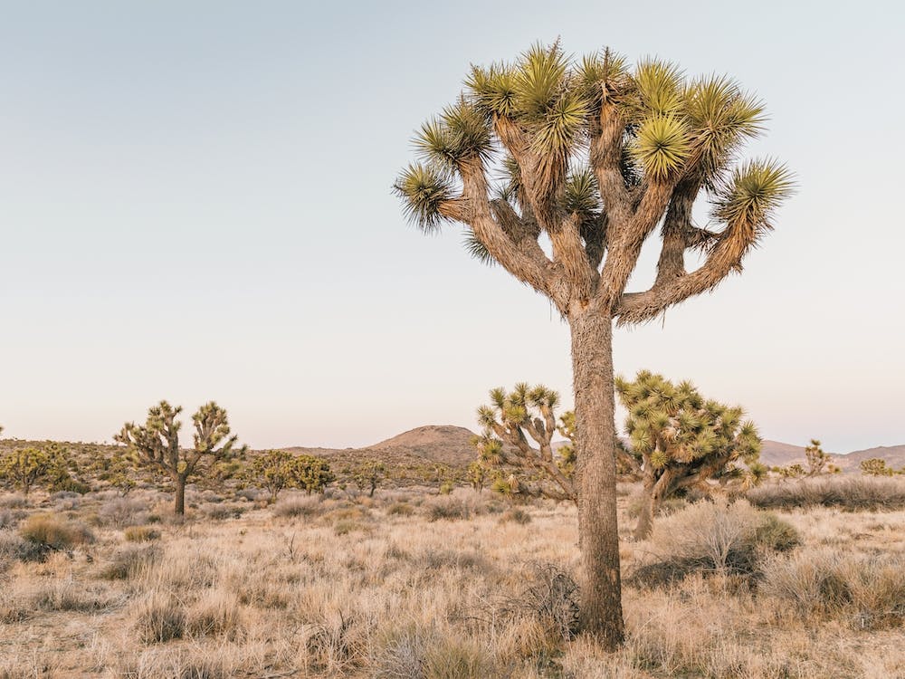Joshua Tree Vues du désert