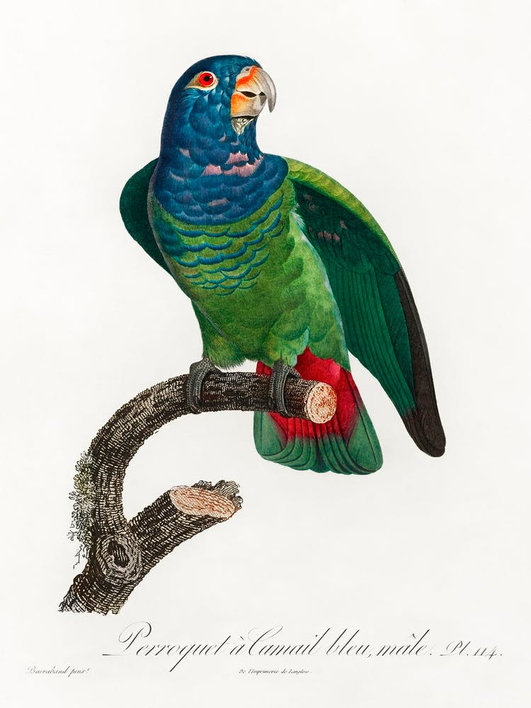 The Blue Headed Parrot From Natural History Of Parrots, Francois Levaillant