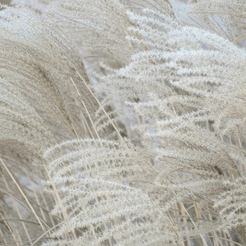 White Beige Boho Dreams Pampas Square