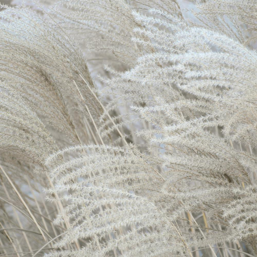 White Beige Boho Dreams Pampas Square