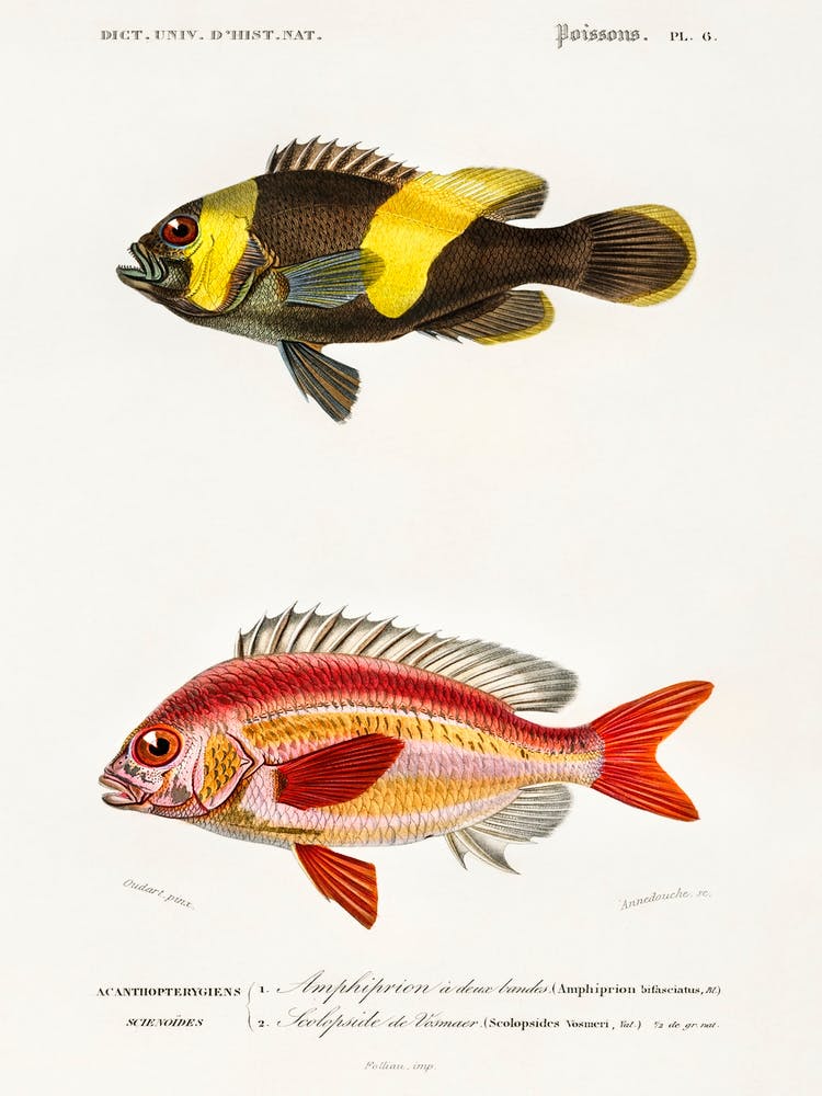 Different Types Of Fishes, Charles Dessalines D'Orbigny 6
