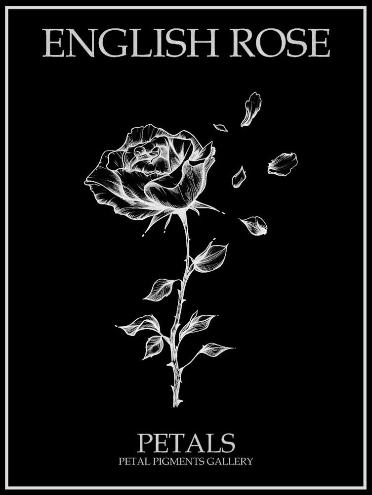 English Rose Petals Line Drawing 4 Poster Inverted