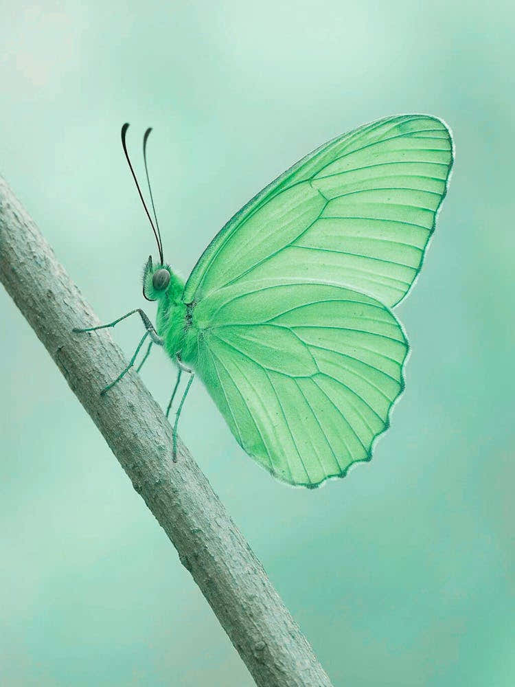 Butterfly - Butterfly Stock Videos & Royalty-Free Footage