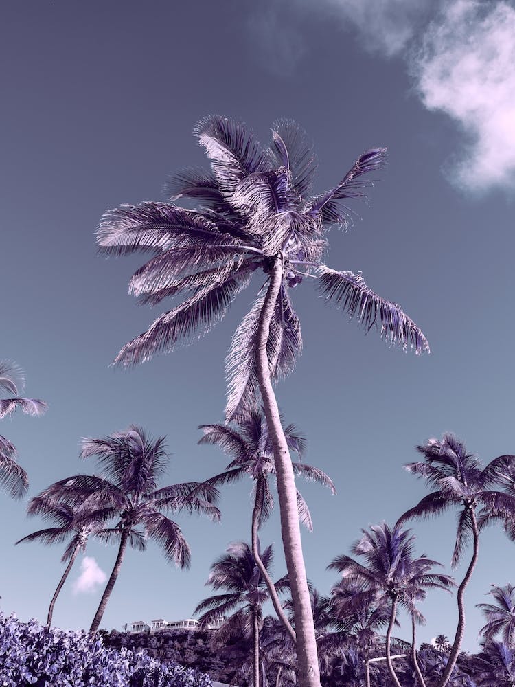 Retro Palms