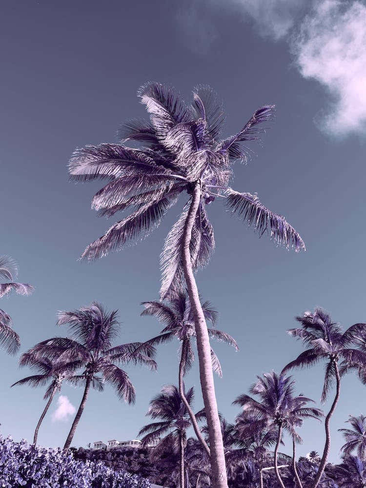 Retro Palms