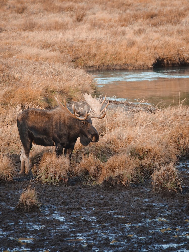 Moose Near Creek