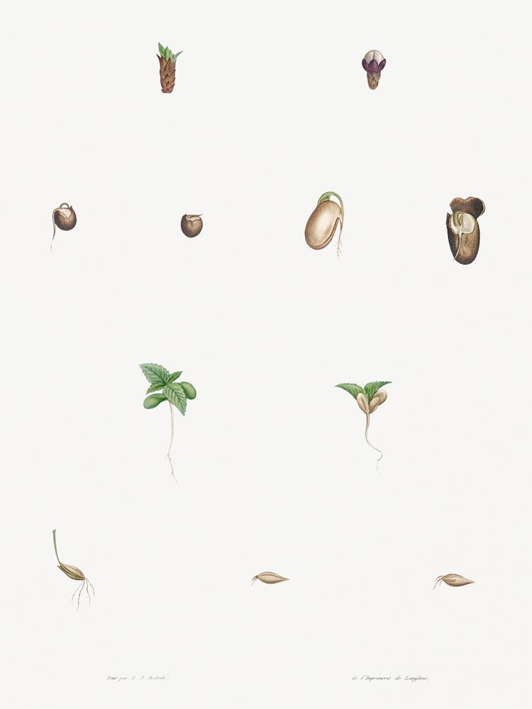 Seed Growth, Pierre Joseph Redoute
