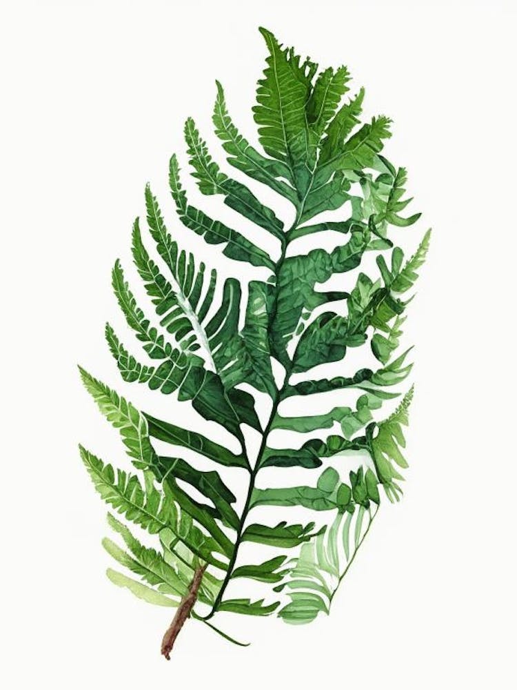 Polypodium Fern Watercolour