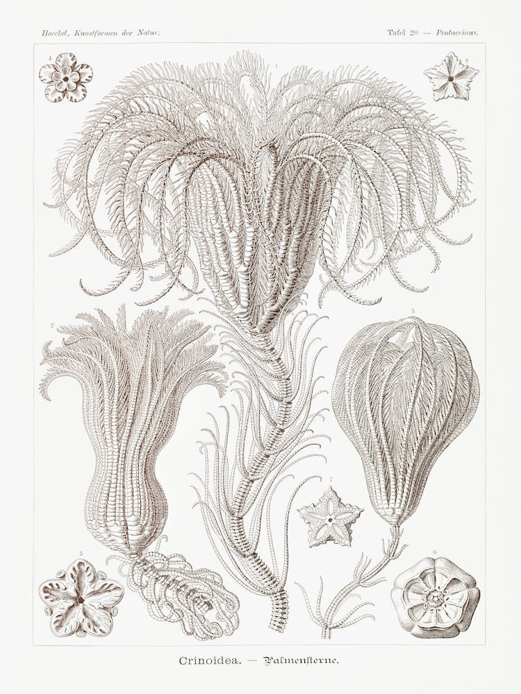 Crinoidea–Palmensterne, Ernst Haeckel