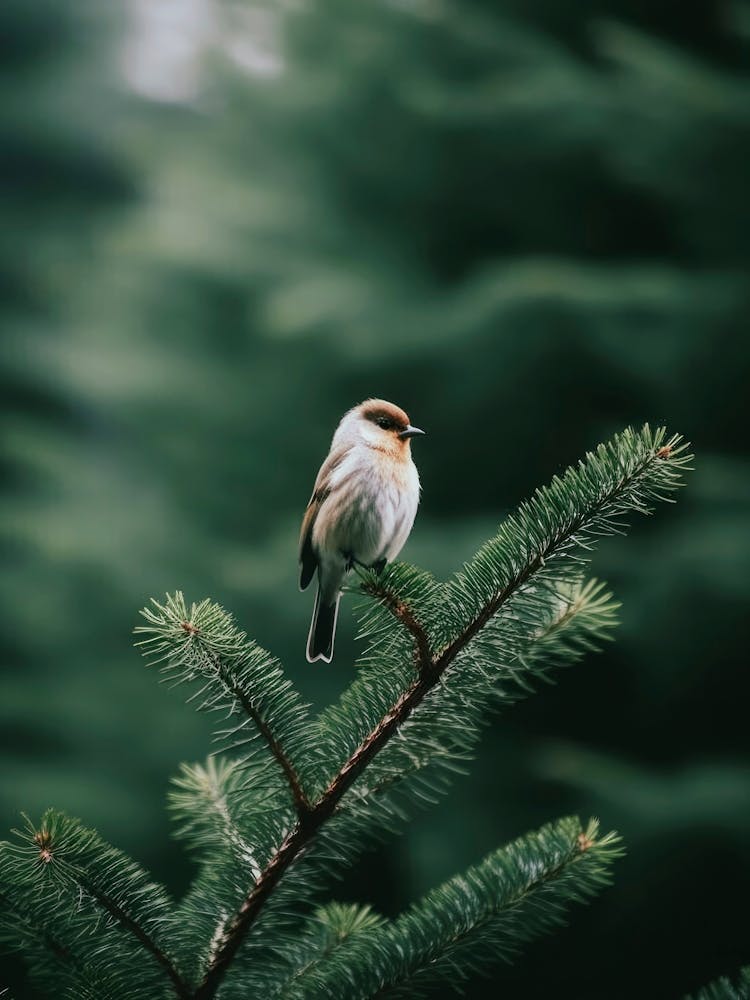 Bird On Branch