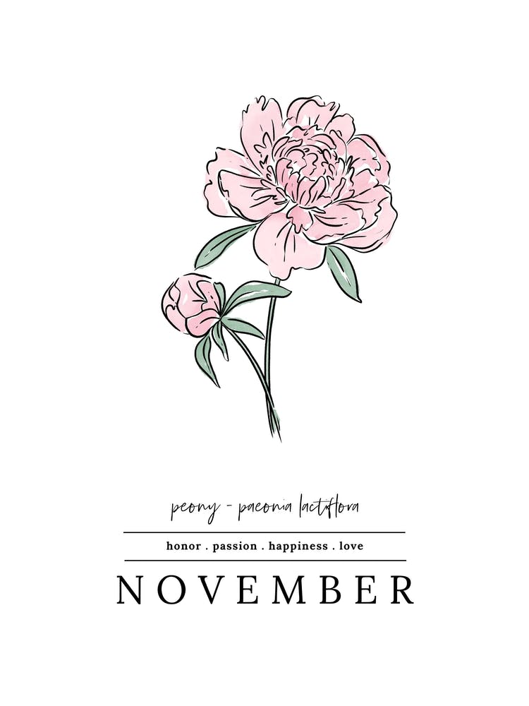 November Peony Birth Flower 2
