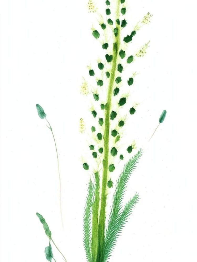 Horsetail Wildflower Watercolour