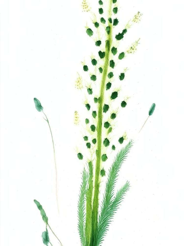 Horsetail Wildflower Watercolour