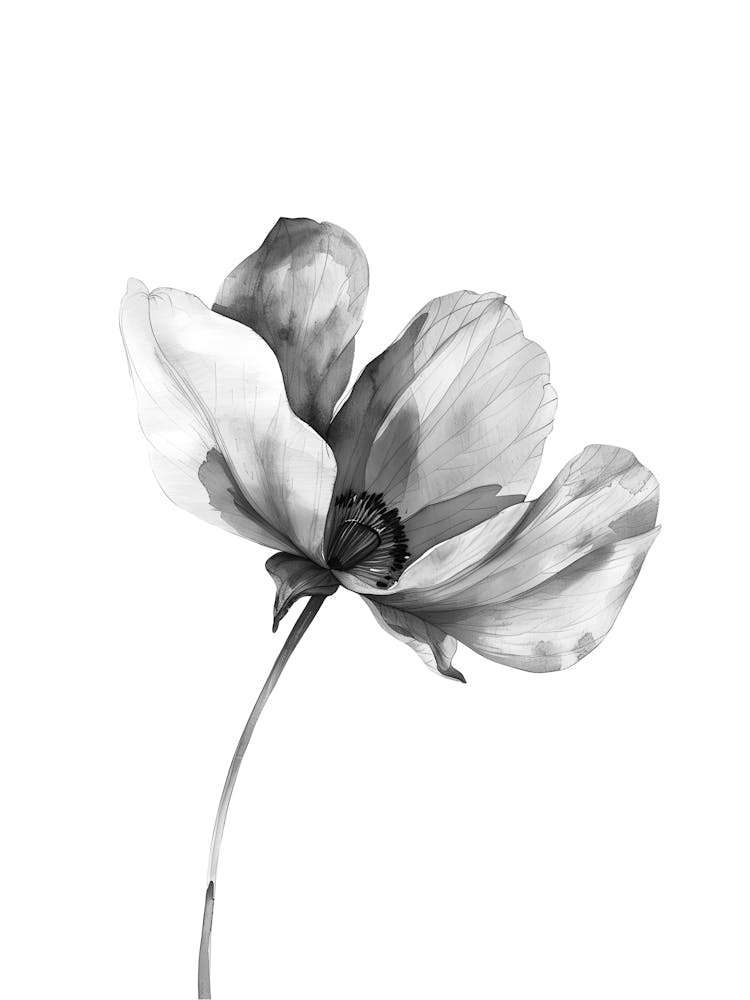 Black And White Flower 17