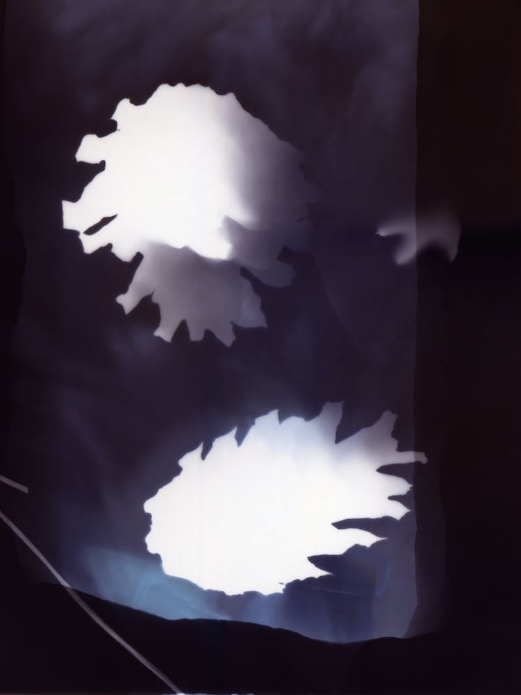 Pine Cones Midnight Blue Botanical